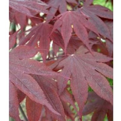 Acers