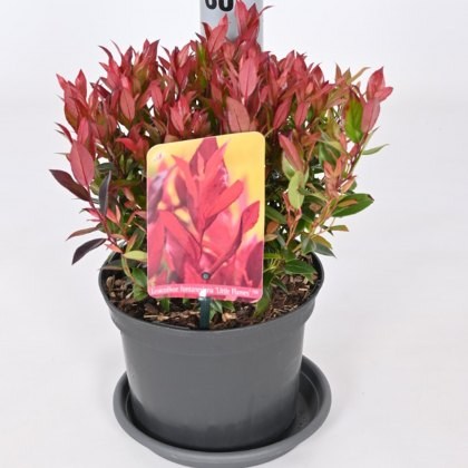 Leucothoe axillaris Little Flames 2L Leucothoe axillaris Little Flames 2L
