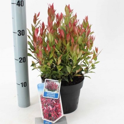 Leucothoe axillaris Little Flames 2L Leucothoe axillaris Little Flames 2L