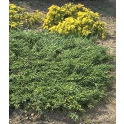 Juniperus communis Repanda 3L Juniperus communis Repanda 3L