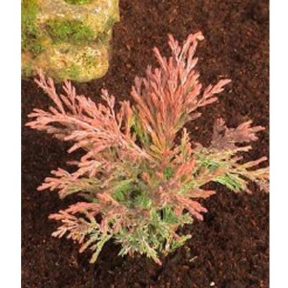 Juniperus horizontalis Lime Glow 3L Juniperus horizontalis Lime Glow 3L