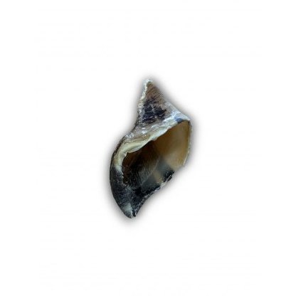 ANCO Naturals Empty Hooves - Each ANCO Naturals Empty Hooves - Each