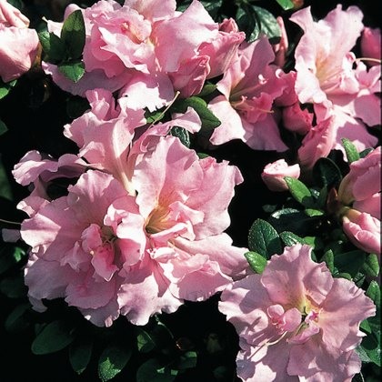 EVERGREEN AZALEA Betty Ann Vos 2L EVERGREEN AZALEA Betty Ann Vos 2L