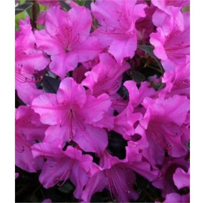 EVERGREEN AZALEA Blue Danube 2L EVERGREEN AZALEA Blue Danube 2L