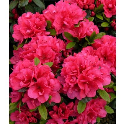 EVERGREEN AZALEA Canzonetta 2L EVERGREEN AZALEA Canzonetta 2L