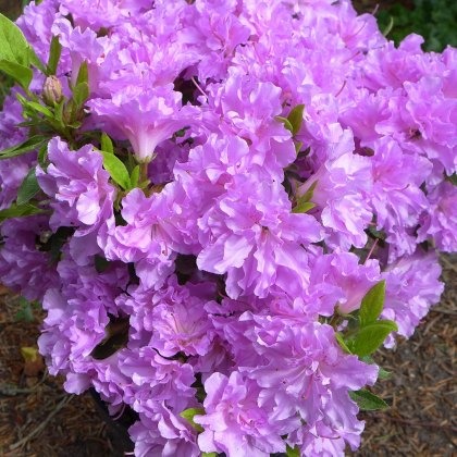 EVERGREEN AZALEA Elsie Lee 2L EVERGREEN AZALEA Elsie Lee 2L