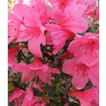 EVERGREEN AZALEA Madame Van Hecke 2L EVERGREEN AZALEA Madame Van Hecke 2L