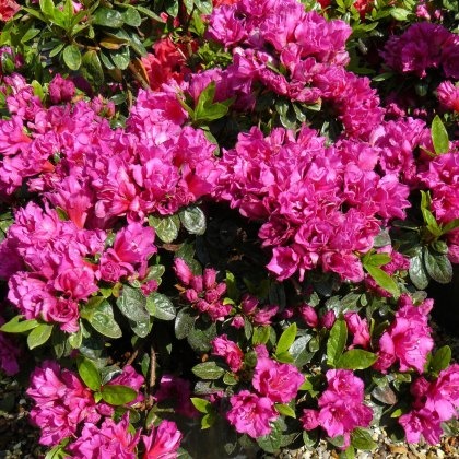 EVERGREEN AZALEA Magic Flute 2L EVERGREEN AZALEA Magic Flute 2L