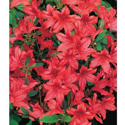 EVERGREEN AZALEA Marilee 2L EVERGREEN AZALEA Marilee 2L