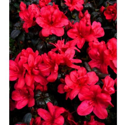 EVERGREEN AZALEA Maruschka 2L EVERGREEN AZALEA Maruschka 2L