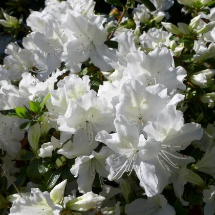 EVERGREEN AZALEA Mary Helen 2L EVERGREEN AZALEA Mary Helen 2L