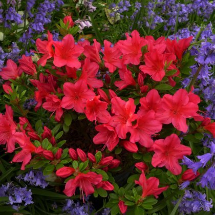 EVERGREEN AZALEA Nico 2L EVERGREEN AZALEA Nico 2L