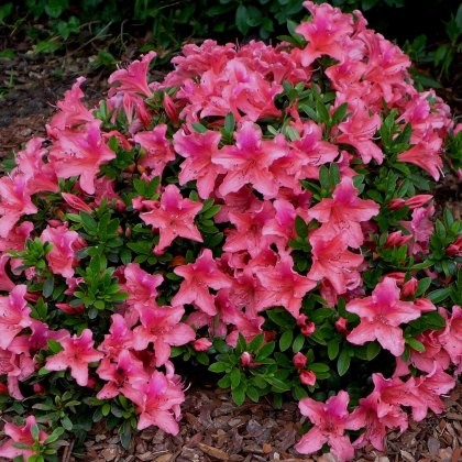 EVERGREEN AZALEA Pink Pancake 2L EVERGREEN AZALEA Pink Pancake 2L