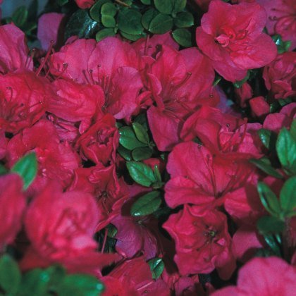 EVERGREEN AZALEA Purple Cushion 2L EVERGREEN AZALEA Purple Cushion 2L