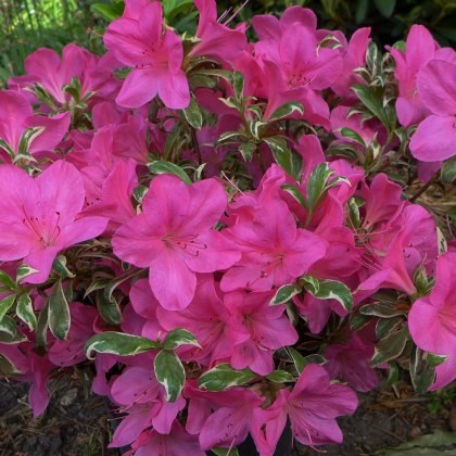 EVERGREEN AZALEA Salmons Leap 2L EVERGREEN AZALEA Salmons Leap 2L