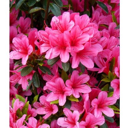 EVERGREEN AZALEA Sylvester 2L EVERGREEN AZALEA Sylvester 2L