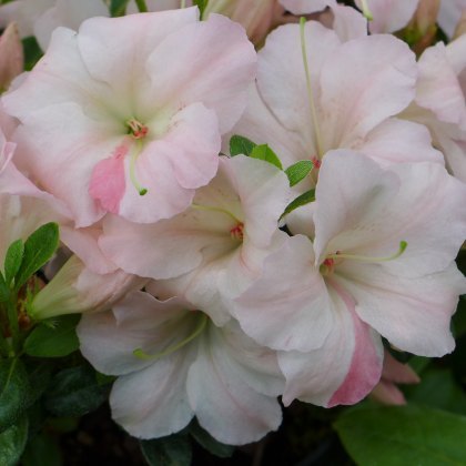 EVERGREEN AZALEA Sir Robert 2L EVERGREEN AZALEA Sir Robert 2L