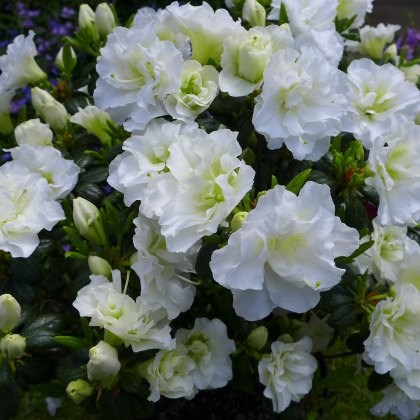 EVERGREEN AZALEA Snow Pearl 2L EVERGREEN AZALEA Snow Pearl 2L