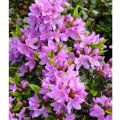EVERGREEN AZALEA Tit Willow 2L EVERGREEN AZALEA Tit Willow 2L