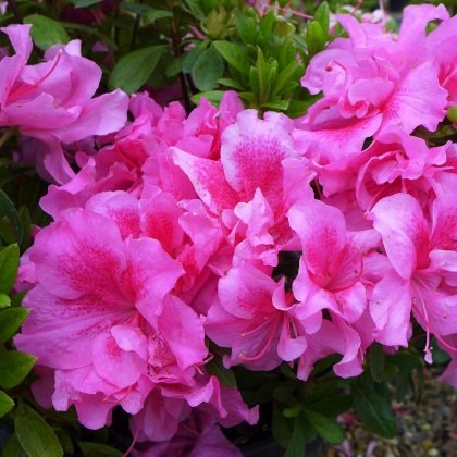 EVERGREEN AZALEA Wombat 2L EVERGREEN AZALEA Wombat 2L