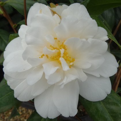 Camellia japonica Silver Anniversary 1.5L Camellia japonica Silver Anniversary 1.5L