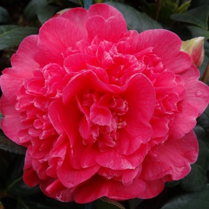 Camellia x williamsii Anticipation 1.5L Camellia x williamsii Anticipation 1.5L