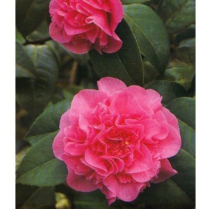 Camellia x williamsii Debbie 1.5L Camellia x williamsii Debbie 1.5L