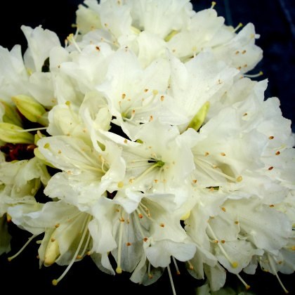 Rhododendrons