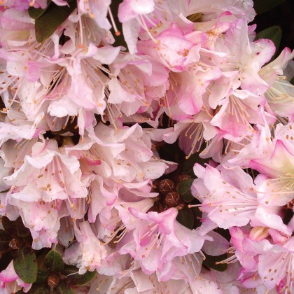 DWARF RHODODENDRON Ginny Gee 3L