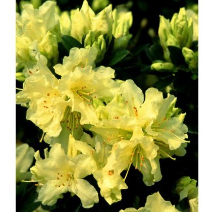 DWARF RHODODENDRON Patty Bee 3L