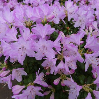 DWARF RHODODENDRON Snipe 3L