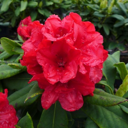 YAKUSHIMANUM RHODODENDRON Dopey 3L