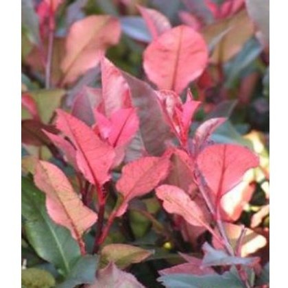 Photinia Little Red Robin 2L Photinia Little Red Robin 2L