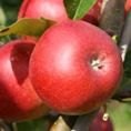 Apple (Malus) Scrumptious® - Bush - M26 12L Apple (Malus) Scrumptious® - Bush - M26 12L