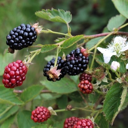 Blackberry (Rubus) Navaho Summerlong® 3L Blackberry (Rubus) Navaho Summerlong® 3L