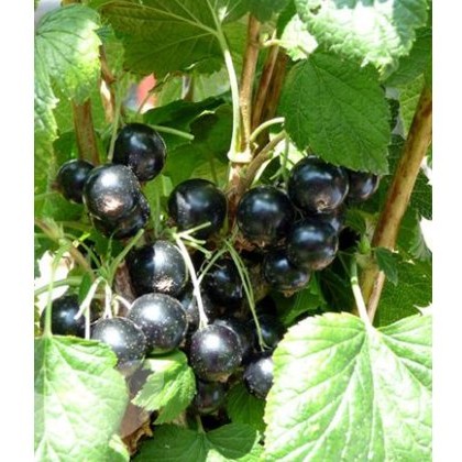 Blackcurrant (Ribes) Ben Connan® 3L Blackcurrant (Ribes) Ben Connan® 3L