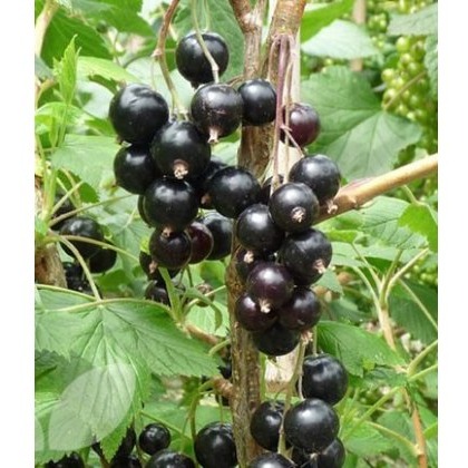 Blackcurrant (Ribes) Ben Sarek® 3L Blackcurrant (Ribes) Ben Sarek® 3L