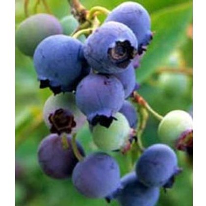 Blueberry (Vaccinium) Bluecrop 3L Blueberry (Vaccinium) Bluecrop 3L