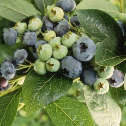 Blueberry (Vaccinium) Chandler 3L Blueberry (Vaccinium) Chandler 3L
