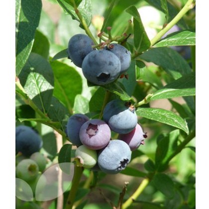 Blueberry (Vaccinium) Patriot 3L Blueberry (Vaccinium) Patriot 3L