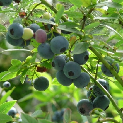 Blueberry (Vaccinium) Sunshine Blue 3L Blueberry (Vaccinium) Sunshine Blue 3L