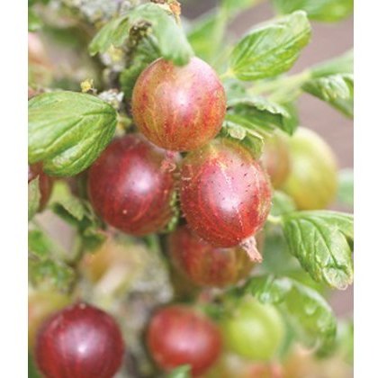 Gooseberry (Ribes) Captivator (Red) 3L Gooseberry (Ribes) Captivator (Red) 3L