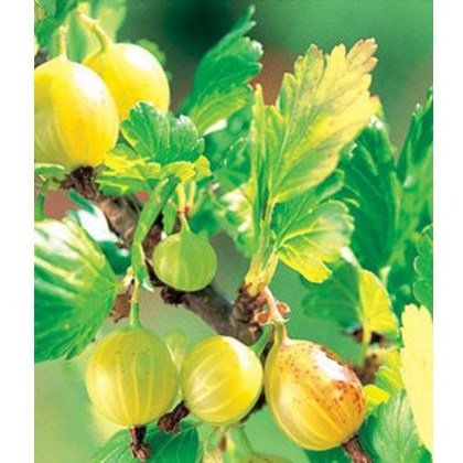 Gooseberry (Ribes) Hinnonmaki Yellow 3L Gooseberry (Ribes) Hinnonmaki Yellow 3L