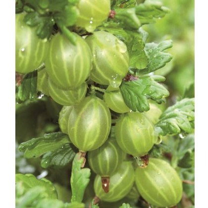 Gooseberry (Ribes) Invicta® 3L Gooseberry (Ribes) Invicta® 3L