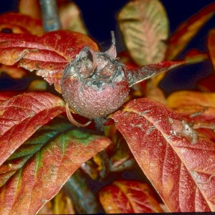 Medlar (Mespilus) Nottingham Half-Standard (Quince A) 12L Medlar (Mespilus) Nottingham Half-Standard (Quince A) 12L