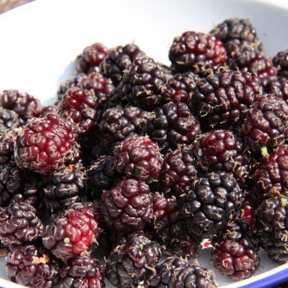 Mulberry (Morus) Chelsea (King James) - Half Standard 12L Mulberry (Morus) Chelsea (King James) - Half Standard 12L