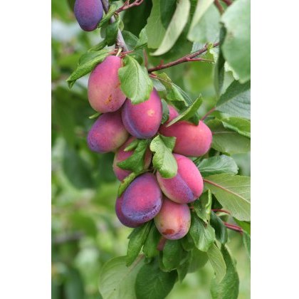 Plum (Prunus) Victoria - Bush - St J.A. 12L Plum (Prunus) Victoria - Bush - St J.A. 12L