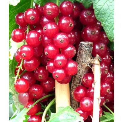 Redcurrant (Ribes) Rovada 3L Redcurrant (Ribes) Rovada 3L