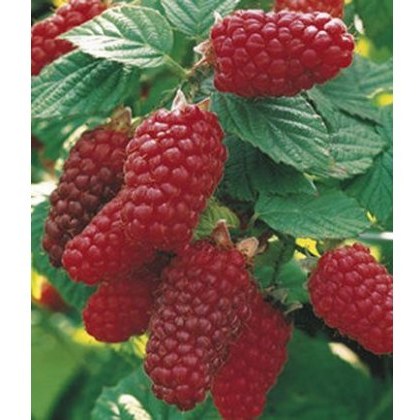 Tayberry (Rubus) Buckingham 3L Tayberry (Rubus) Buckingham 3L
