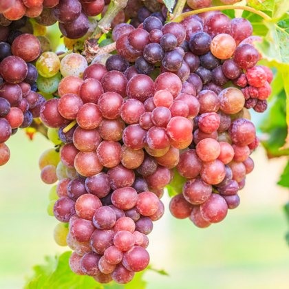 Grapevine (Vitis) Strawberry (Outdoor)(O/R) 3L Grapevine (Vitis) Strawberry (Outdoor)(O/R) 3L